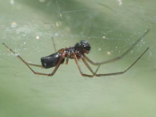 Réf. 205 115 : Frontinellina frutetorum